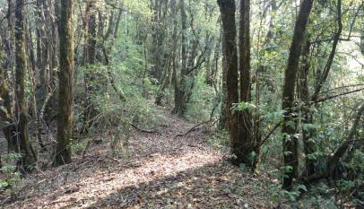 The Jungle, where I was lost for 3 hours Trekking in Nepal
