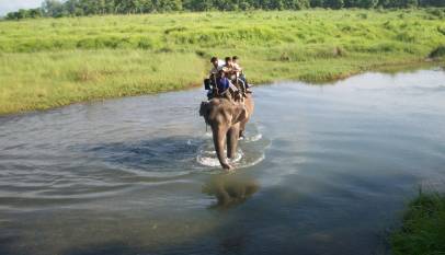 One horn rhino in Chitwan National Park