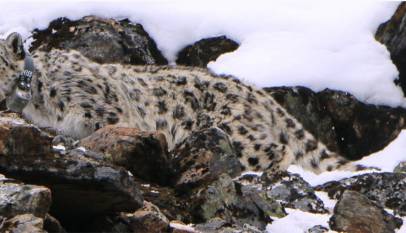 Snow Leopard with Satellite Radio Collar, Photo Khaptad national park