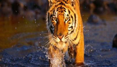 Bengal Tiger at Bardia park