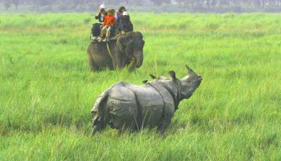 Jungle Safari in Chitwan park