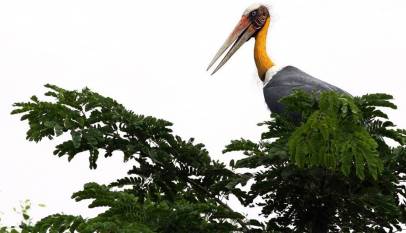 Bird watching: Photo-Green camp