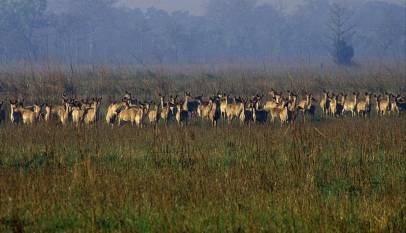 Deers in Suklaphanta Naional park