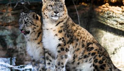 Snow Leopard