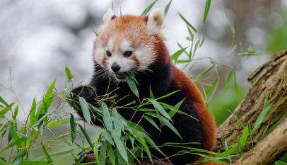 Red Panda