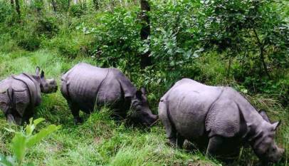 Rhinos in translocated from Chitwan national park