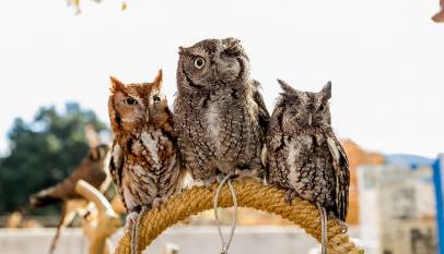 Owls