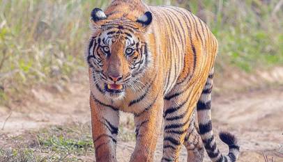 Royal Bengal Tiger