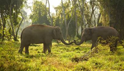 Elephants at Sauraha jungle safari